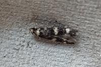 Oegoconia