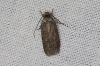Agonopterix senecionis
