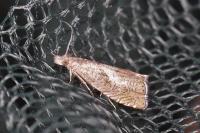 Dichrorampha