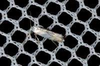 Phyllonorycter harrisella