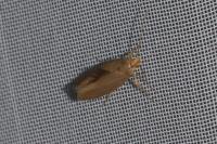 Crassa unitella