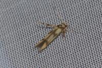 Stathmopoda pedella