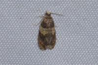 Celypha aurofasciana