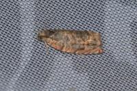 Gypsonoma minutana