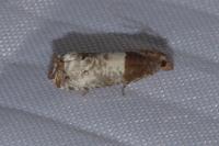 Notocelia roborana