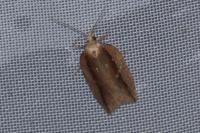Acleris hastiana
