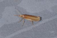 Ypsolopha parenthesella