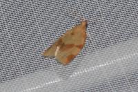 Clepsis consimilana