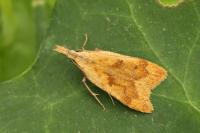 Dichomeris derasella