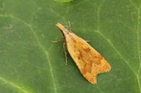 Dichomeris derasella