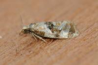 Phalonidia manniana