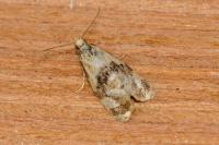 Phalonidia manniana