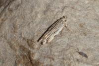 Anarsia innoxiella