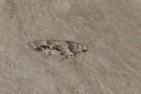 Recurvaria nanella