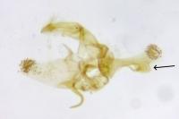 Anarsia innoxiella