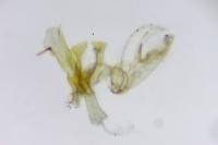 Aproaerema taeniolella