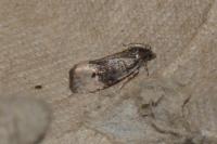 Metendothenia atropunctana