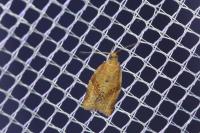 Clepsis consimilana