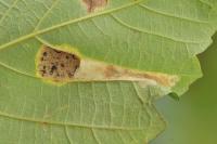 Phyllonorycter geniculella