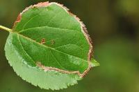 Lyonetia clerkella