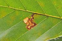 Stigmella tityrella