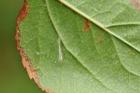 Lyonetia clerkella