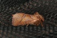 Triodia sylvina