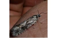 Zeiraphera griseana