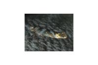 Argyresthia goedartella