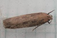 Platyedra subcinerea