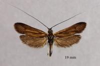 Nemophora metallica