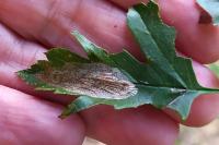 Phyllonorycter corylifoliella