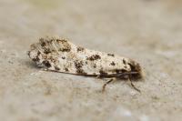 Nemapogon agenjoi