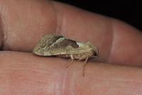 Triodia sylvina