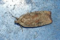 Agonopterix nervosa