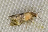 Phalonidia gilvicomana