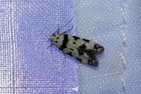 Pseudotelphusa scalella