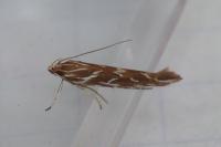 Pyroderces argyrogrammos