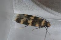 Oegoconia