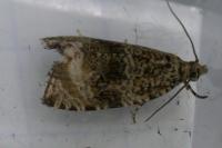 Celypha lacunana