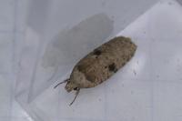 Agonopterix propinquella