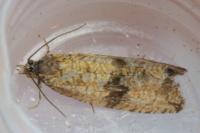 Celypha striana