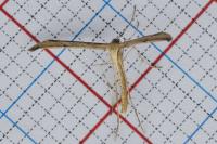 Emmelina monodactyla