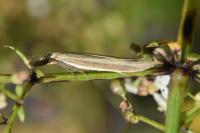 Pleurota