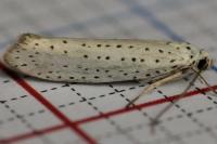 Yponomeuta evonymella