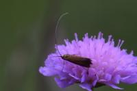 Nemophora metallica
