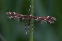 Geina didactyla