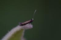Bucculatrix nigricomella