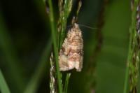 Celypha lacunana