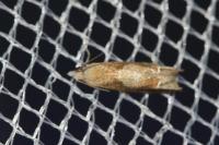 Eucosma conterminana